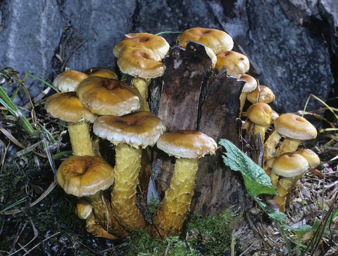 Pholiota flavida